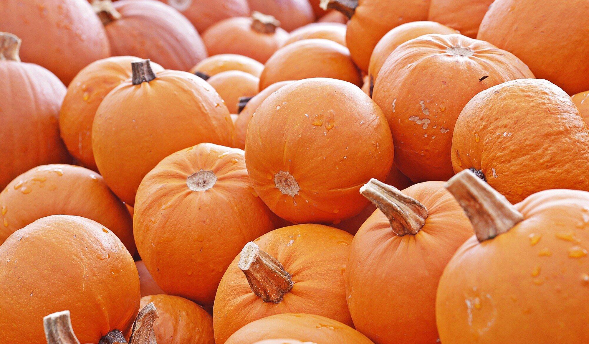 Halloween Activities for Seniors in Redding, CA Communities